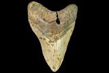 Fossil Megalodon Tooth - North Carolina #109553-1